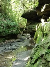 Scenic view of rocks in forest