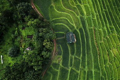 Aerial view of