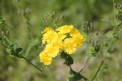 Close-up of yellow flowering plant on field