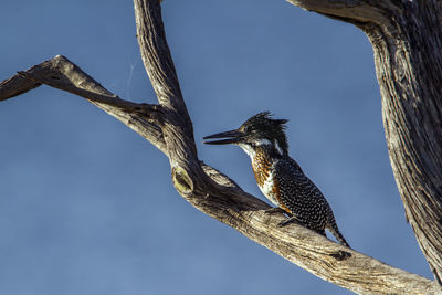 Low angle view of bird perching on tree against sky