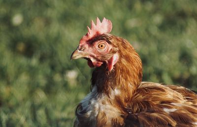 Close-up of a bird