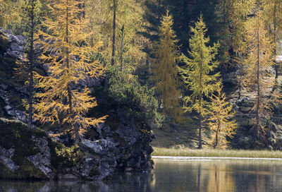 Lago federa in autumn with early snow in dolomites italy, close to croda da lago