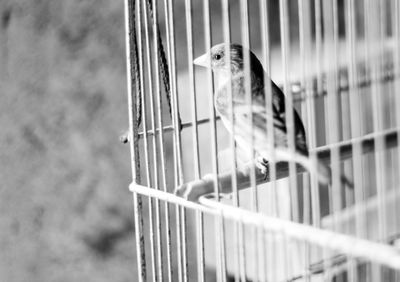 View of bird in cage