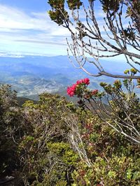 Scenic view of flowering plants by mountains against sky