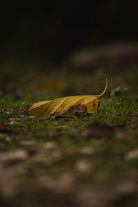 Close-up of dry leaves on field