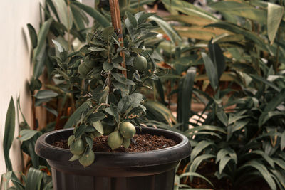 Close-up of potted plant