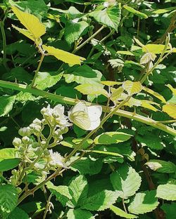 Close-up of green insect on plant
