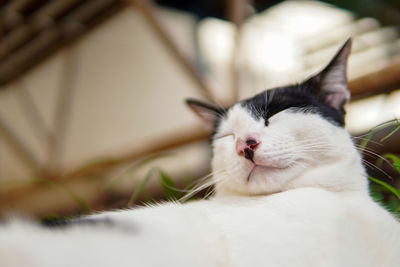 Close-up of a cat