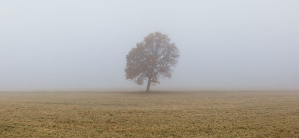 Tree on field against sky