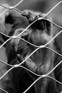 Cropped hand of monkey on chainlink fence