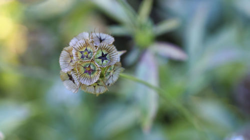 Close-up of flowering plant