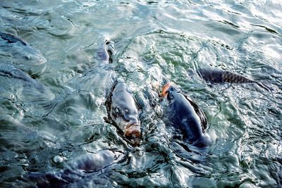 High angle view of duck swimming in sea