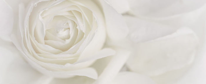 Close-up of white rose