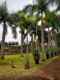 Palm trees in park against sky