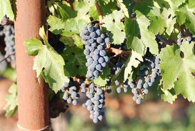 Close-up of grapes growing in vineyard