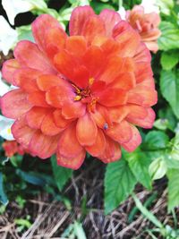 Close-up of flower blooming outdoors