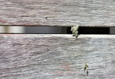 Lizard on wood