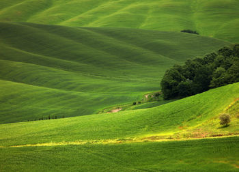 Scenic view of agricultural field