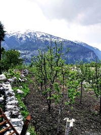 Plants on snow covered land against sky