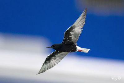 Low angle view of seagull flying against clear sky