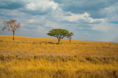 Trees on field against sky