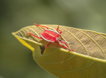 Close-up of insect on leaf