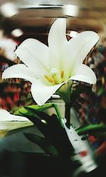 Close-up of white flowers