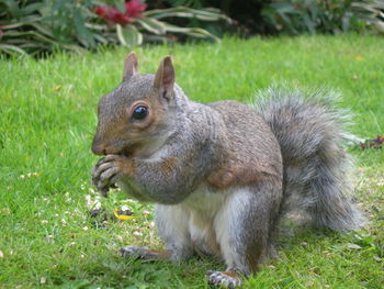 Close-up of squirrel sitting on grass