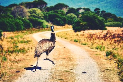 Rear view of ostrich running on country road