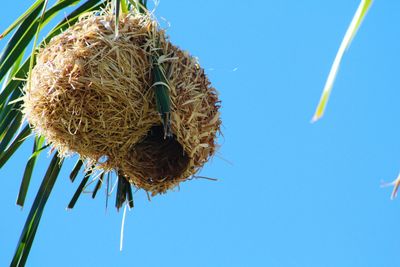 Low angle view of clear blue sky