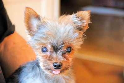 Close-up portrait of dog at home