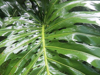 Full frame shot of green leaves