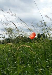Close-up of poppy on field against sky