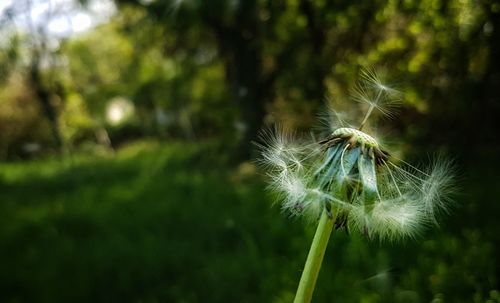 Close-up of dandelion on plant