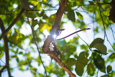 Low angle view of bird on leaves