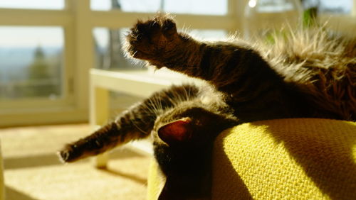 Close-up of a cat at home