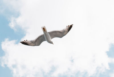 Low angle view of seagulls flying in sky