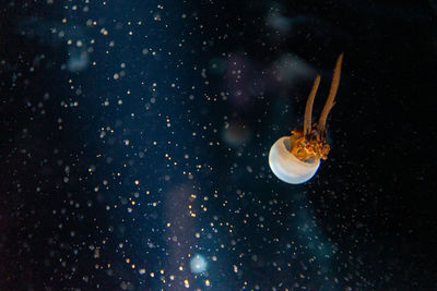 Close-up of jellyfish in sea