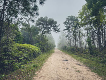 Road amidst trees against sky