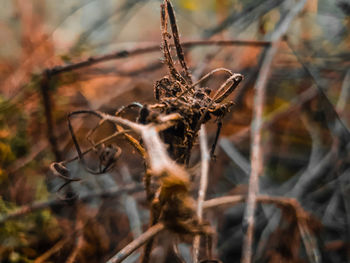 Close-up of spider web on plant