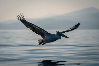 Bird flying over lake