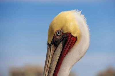 Close-up of pelican