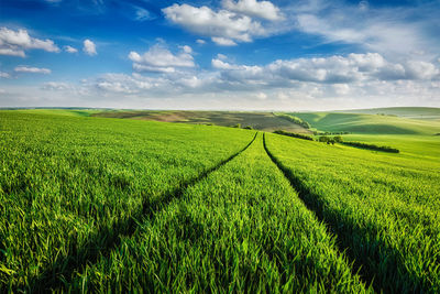 Scenic view of agricultural field against sky