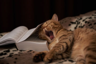 Cat lying on book