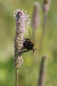 Close-up of bee pollinating on purple flower