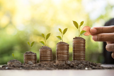 Close-up of businessman holding coin while saplings growing on table