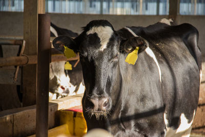 Portrait of cow standing in shed