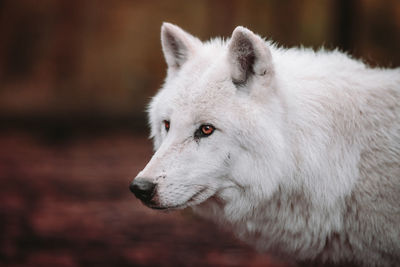 Close-up of dog looking away