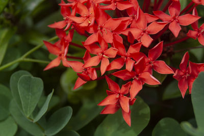 Close-up of red flowering plant