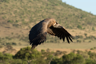African white-backed vulture flies over grassy hillside